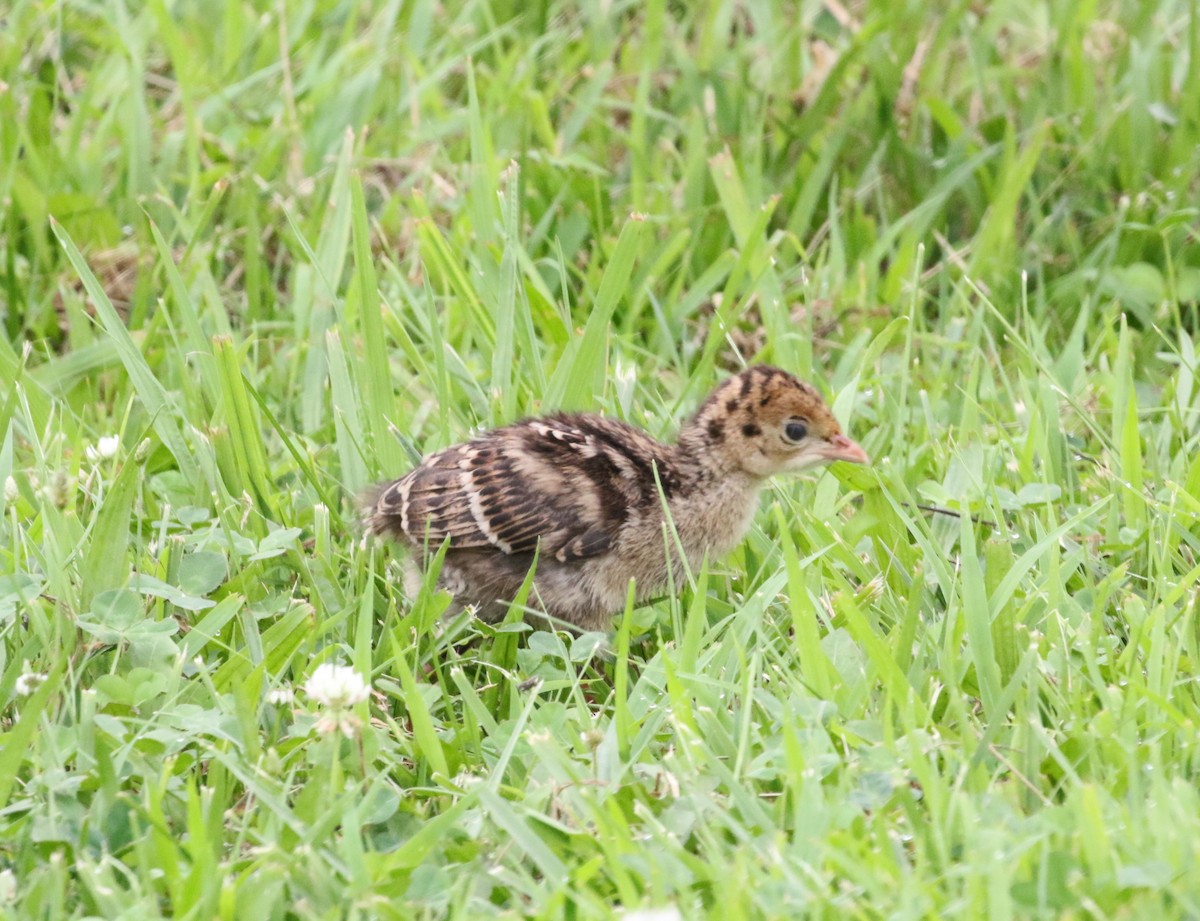 Wild Turkey - ML622049009