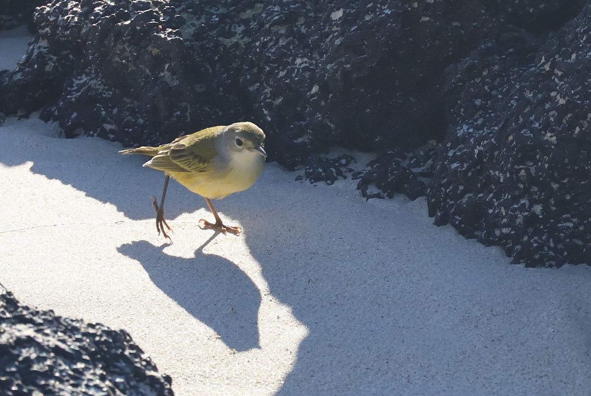 Yellow Warbler (Galapagos) - ML622049010