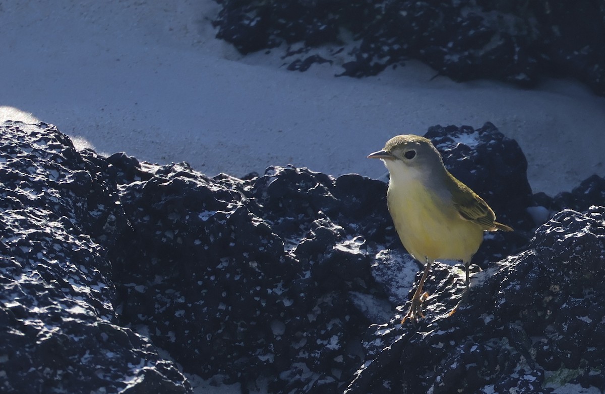 Yellow Warbler (Galapagos) - ML622049011