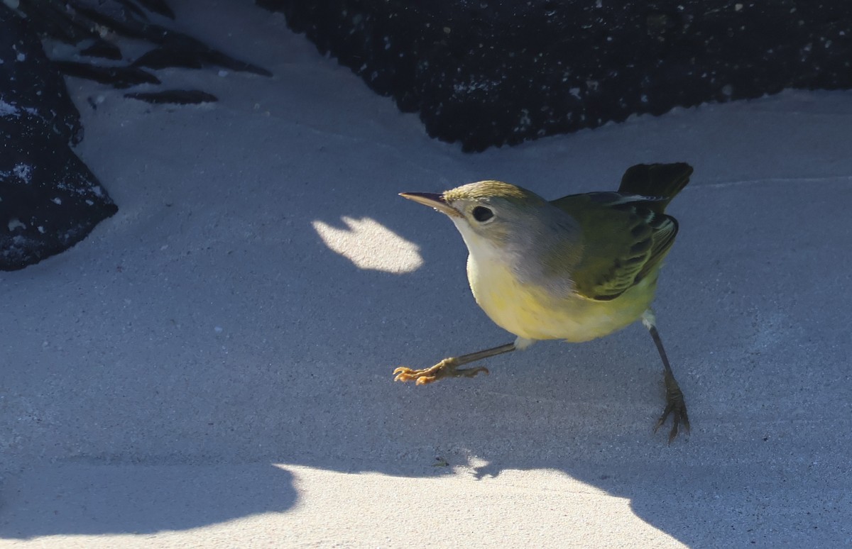 Yellow Warbler (Galapagos) - ML622049012