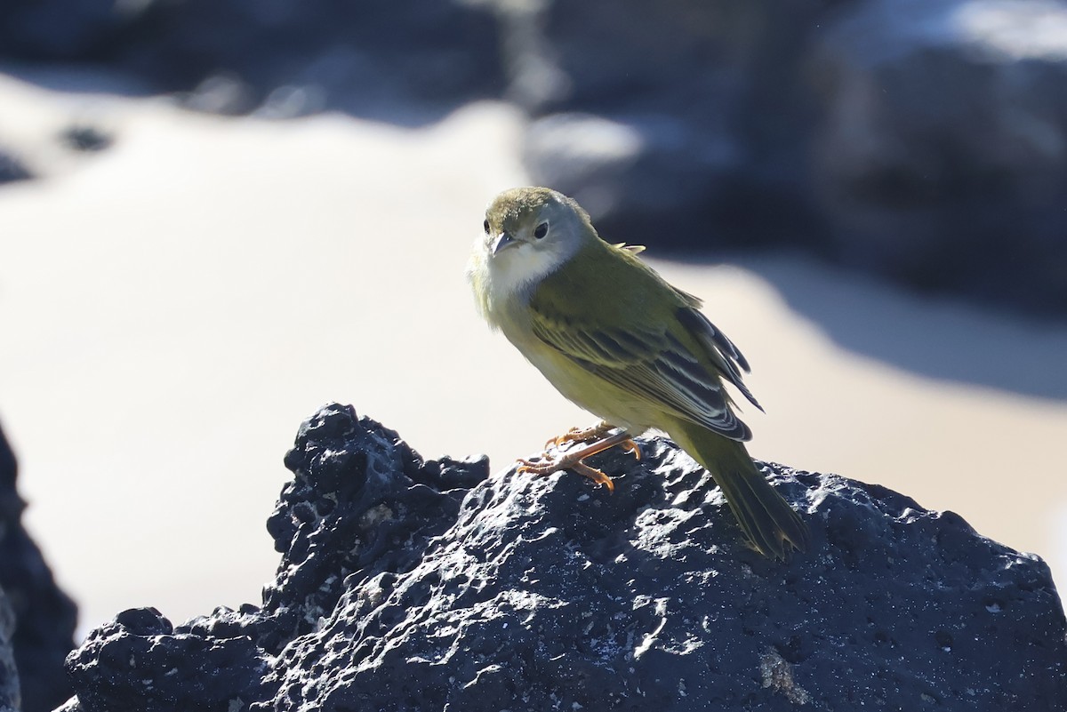 Yellow Warbler (Galapagos) - ML622049013