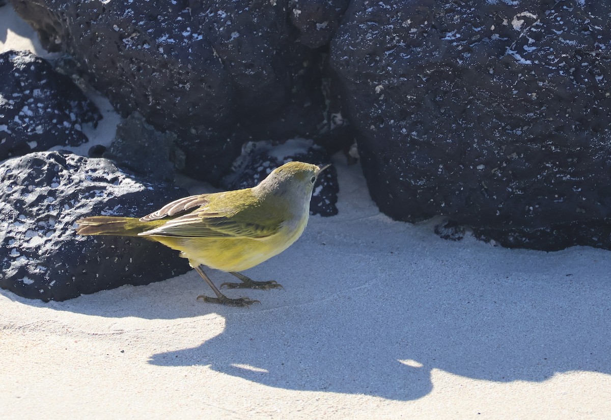 Yellow Warbler (Galapagos) - ML622049014