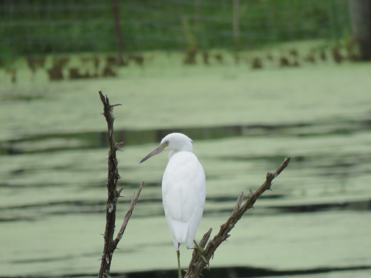 Little Blue Heron - ML622049015