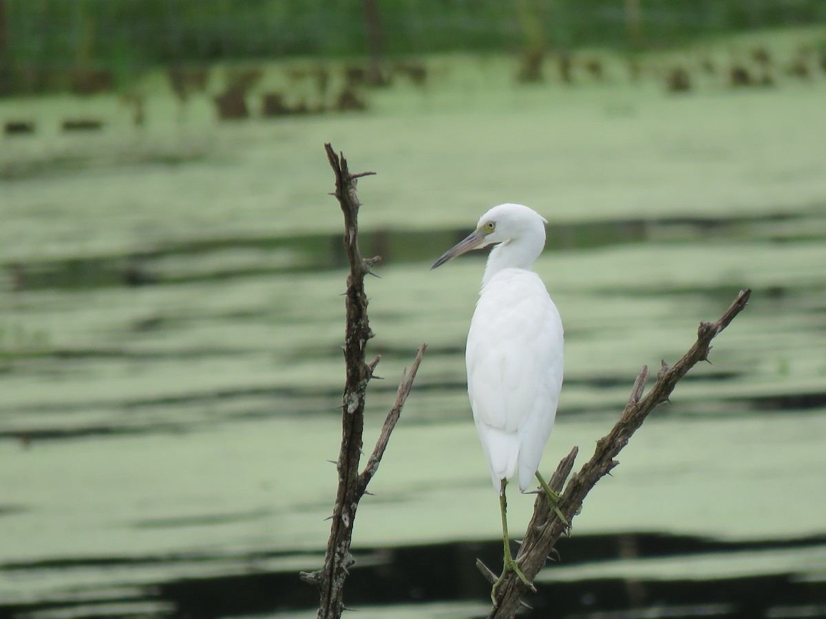 Little Blue Heron - ML622049016