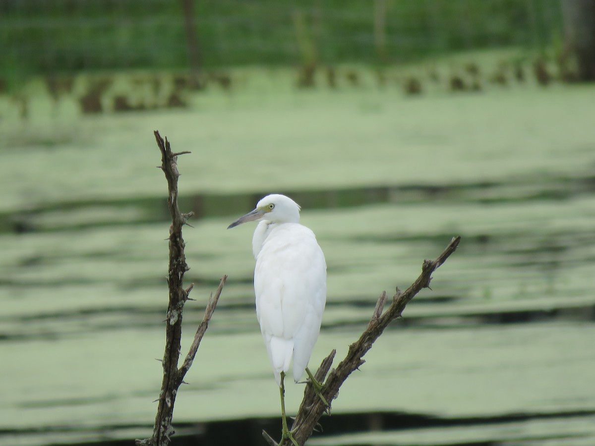 Little Blue Heron - Brad Dowd