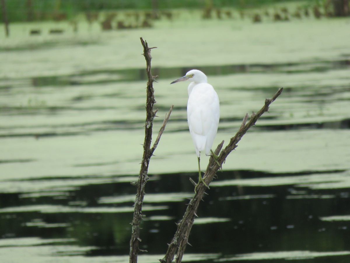 Little Blue Heron - ML622049018