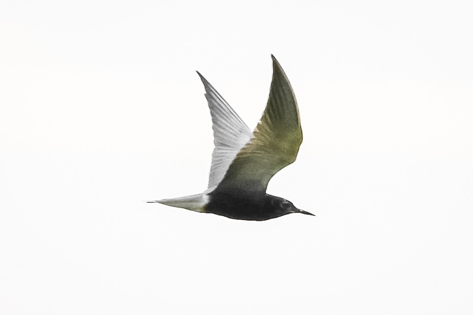 Black Tern - Garry Waldram