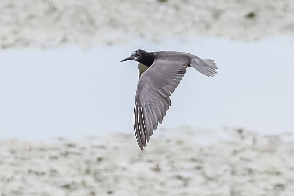 Black Tern - ML622049025