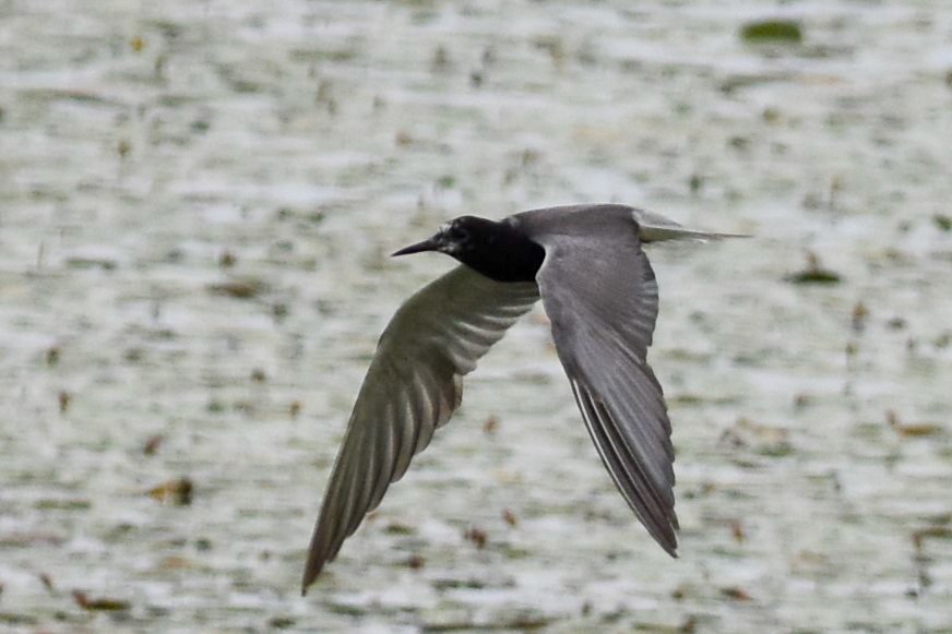 Black Tern - ML622049026