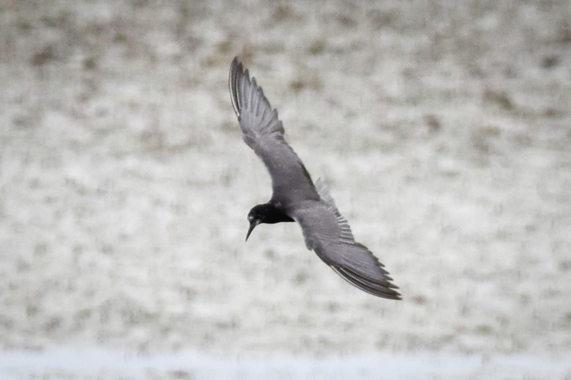 Black Tern - ML622049027