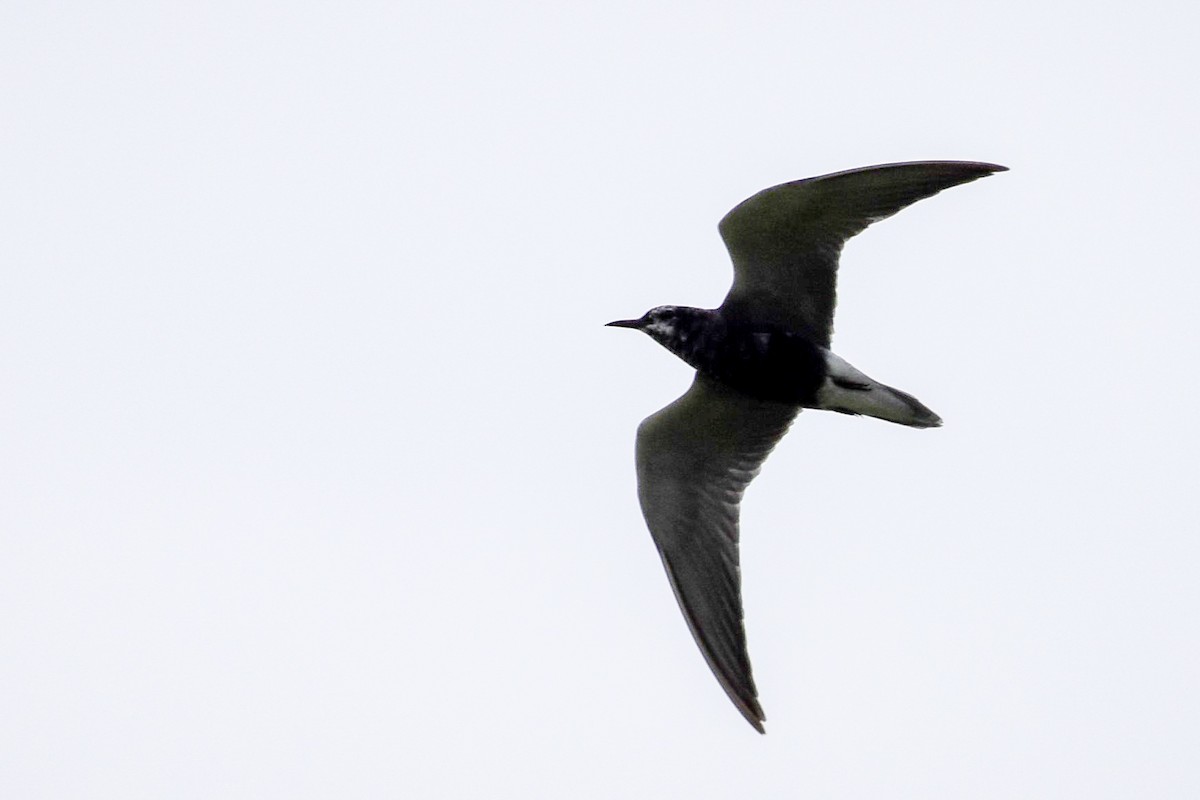 Black Tern - ML622049028