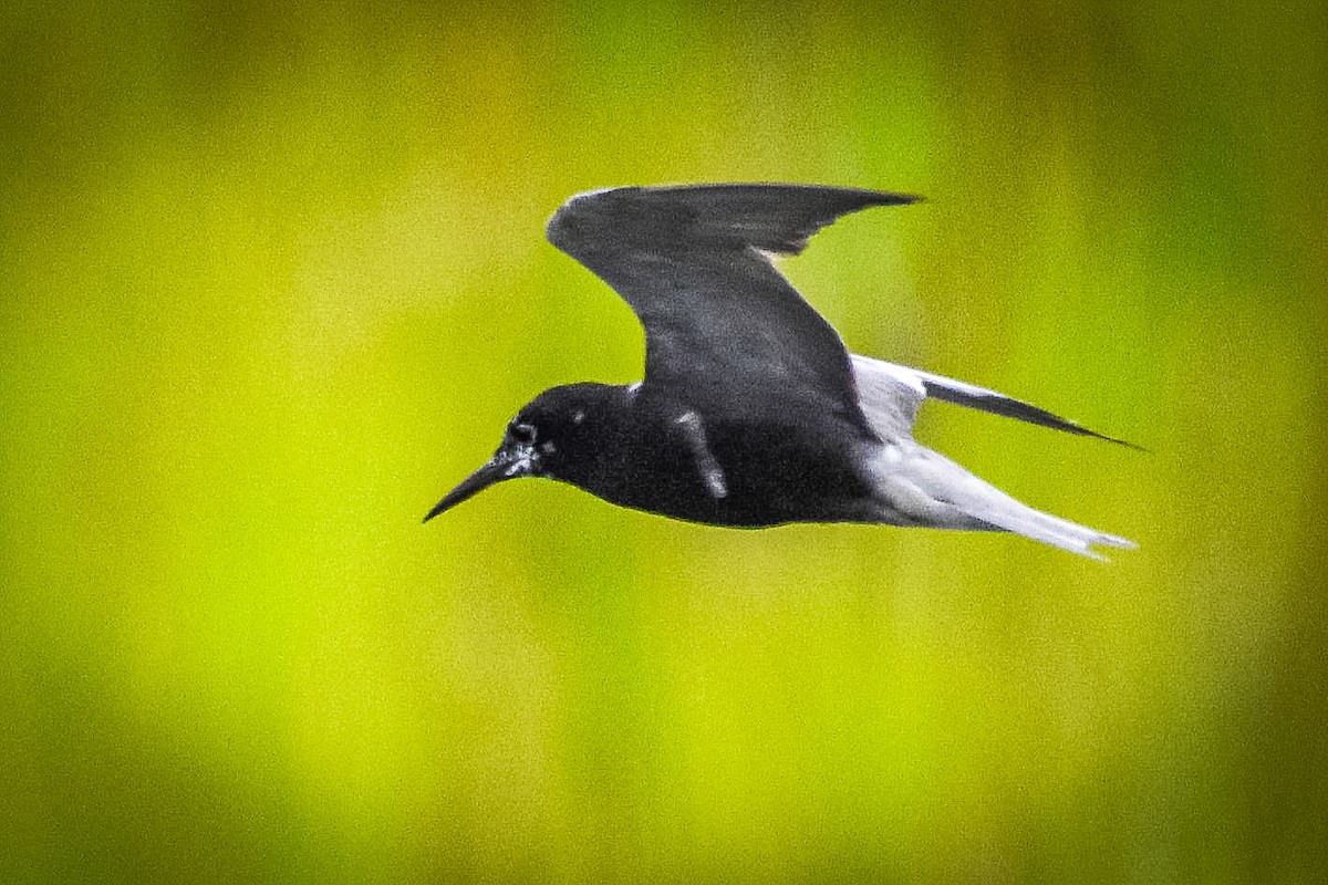 Black Tern - Garry Waldram