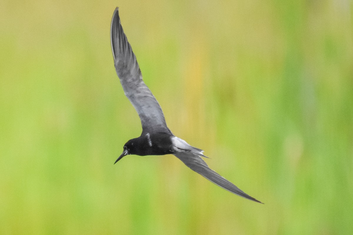 Black Tern - ML622049030