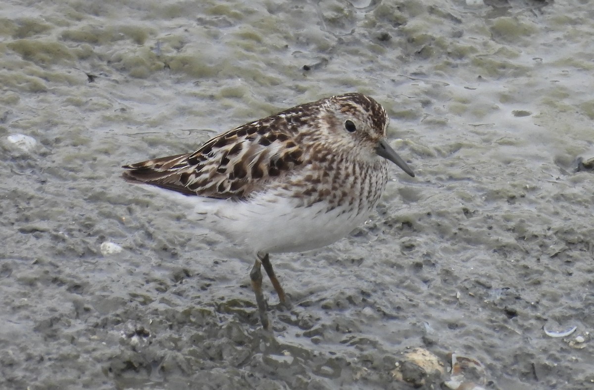 Least Sandpiper - ML622049032