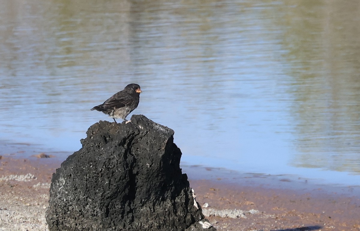 Small Ground-Finch - ML622049033