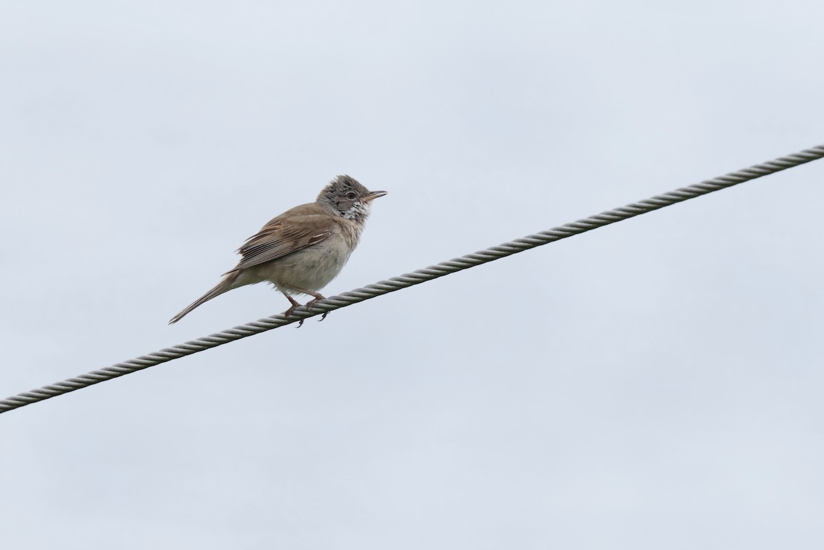 Greater Whitethroat - ML622049034