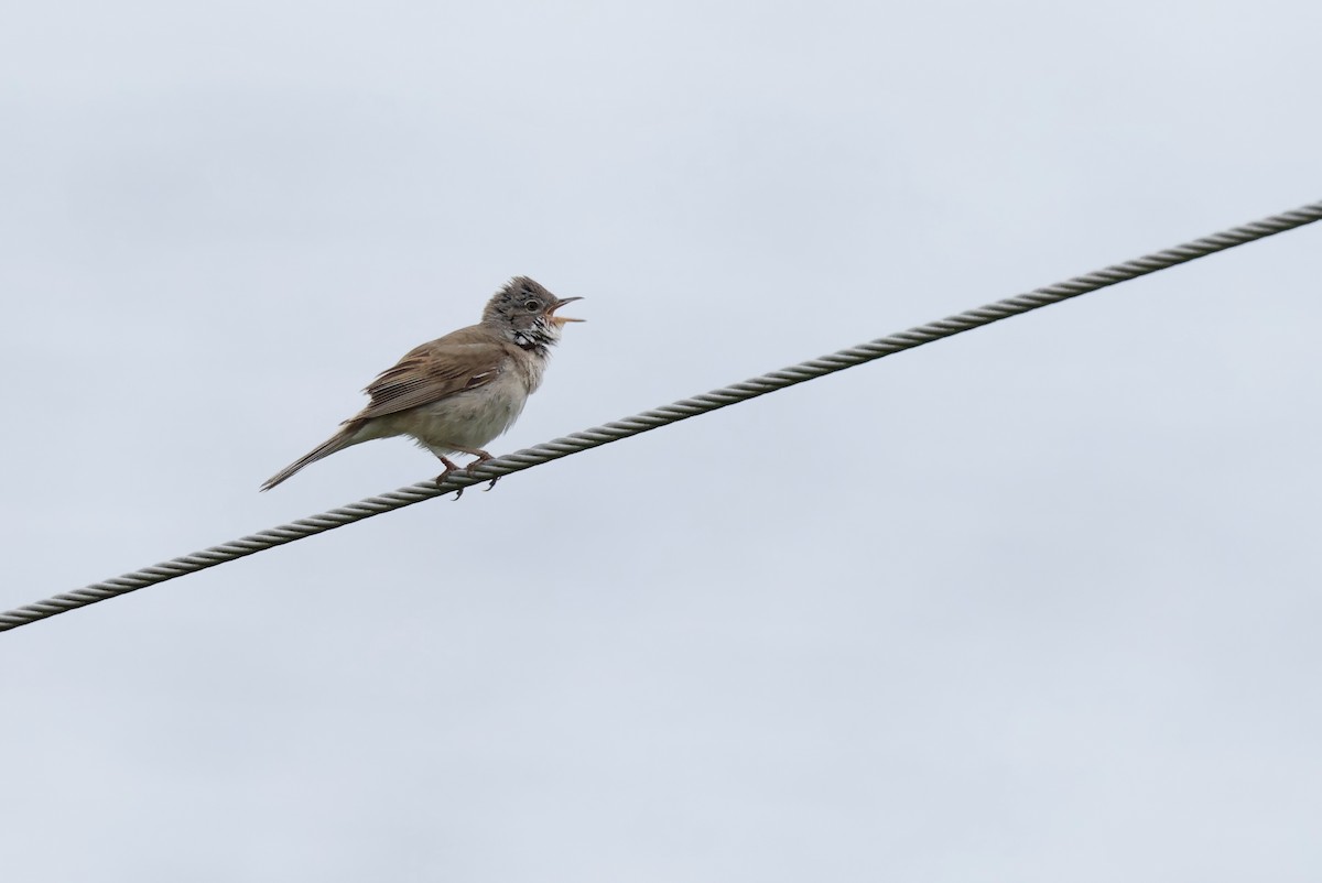 Greater Whitethroat - ML622049035