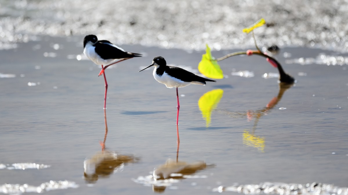 Black-necked Stilt (Hawaiian) - ML622049036