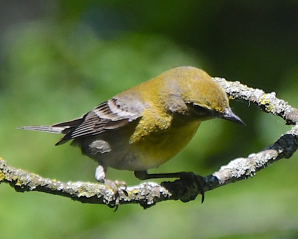 Pine Warbler - Ted Wolff