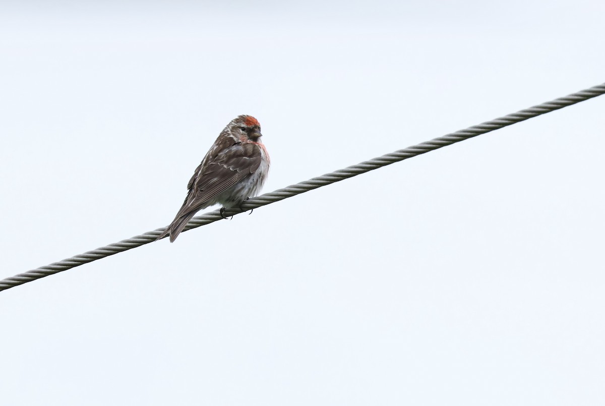 Lesser Redpoll - ML622049039