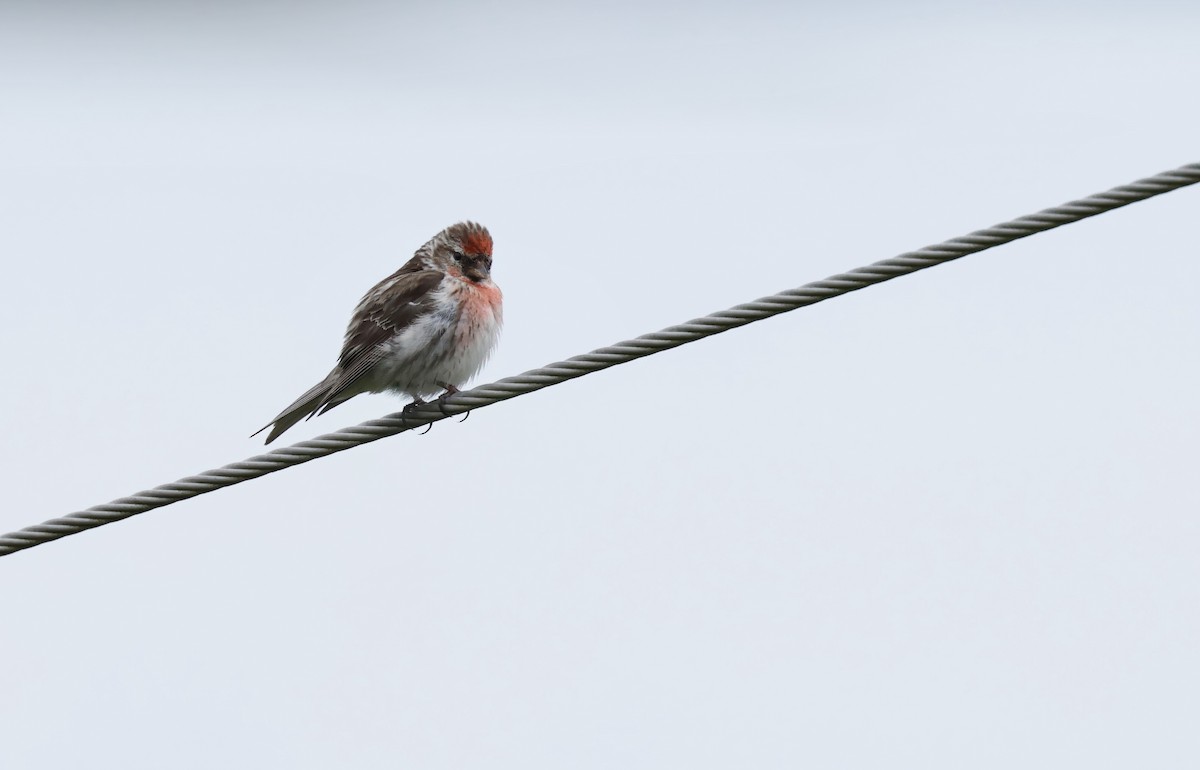 Lesser Redpoll - ML622049042