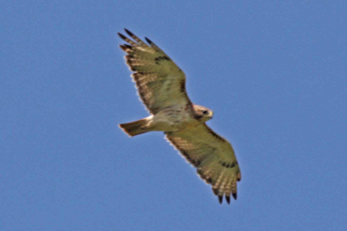 Red-tailed Hawk - ML622049047