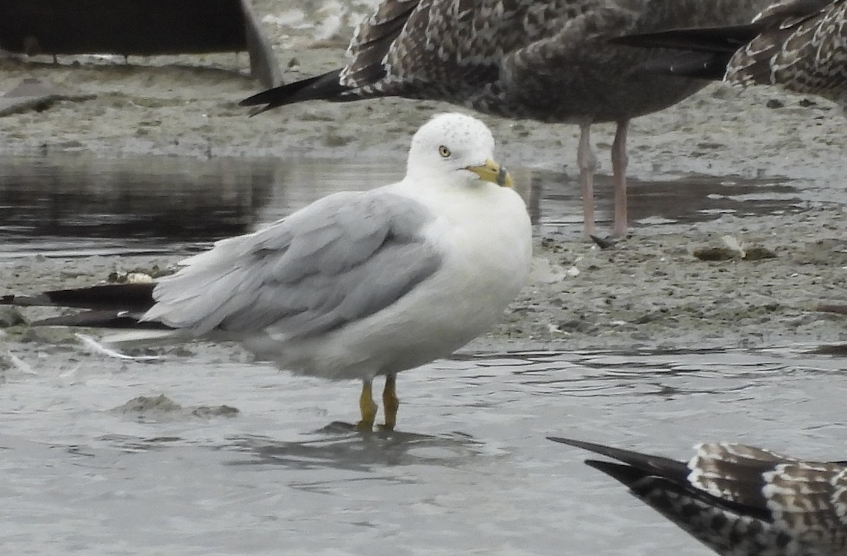 Ring-billed Gull - ML622049049