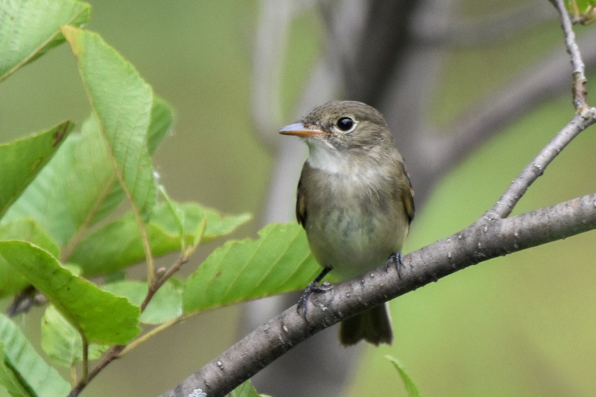 Alder Flycatcher - ML622049051