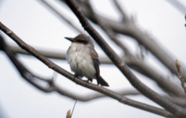 Gray Kingbird - ML622049052