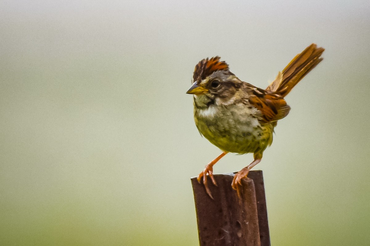 Swamp Sparrow - ML622049054