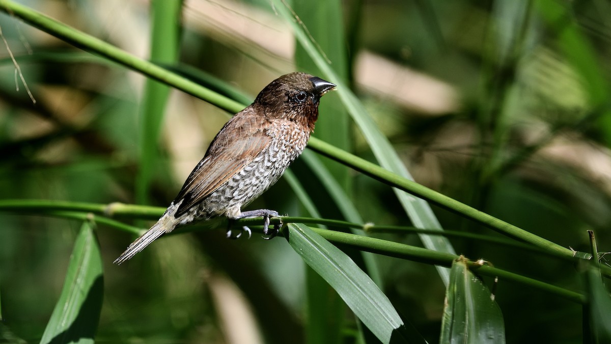 Scaly-breasted Munia - ML622049055