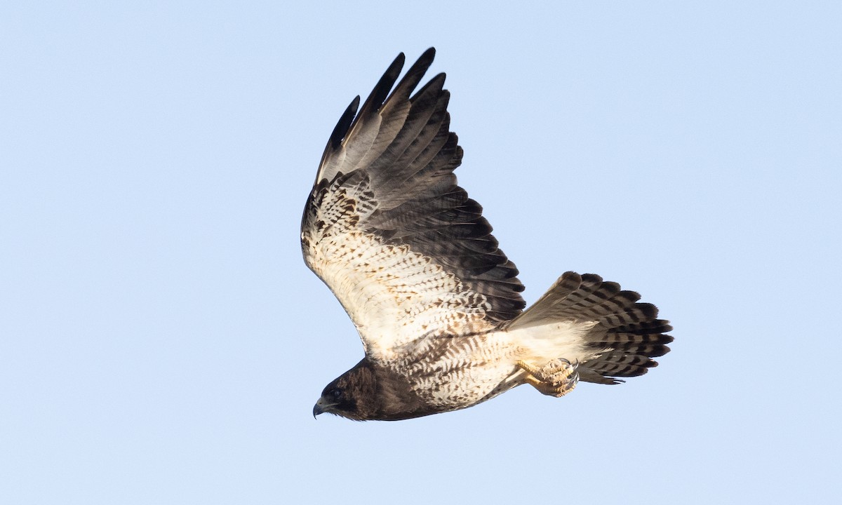 Swainson's Hawk - ML622049056