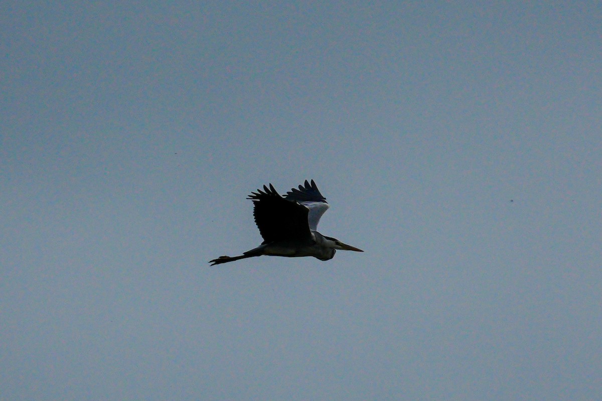 Gray Heron - ML622049058