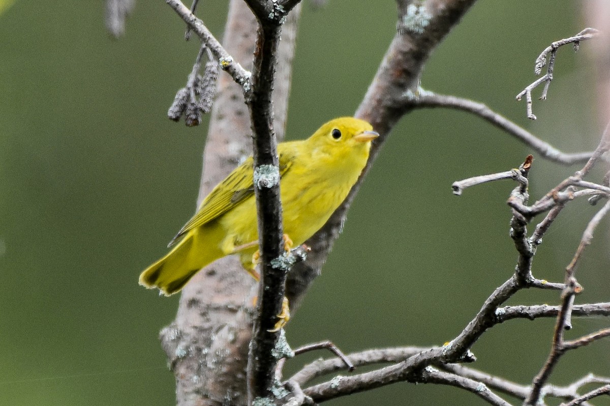 Paruline jaune - ML622049059