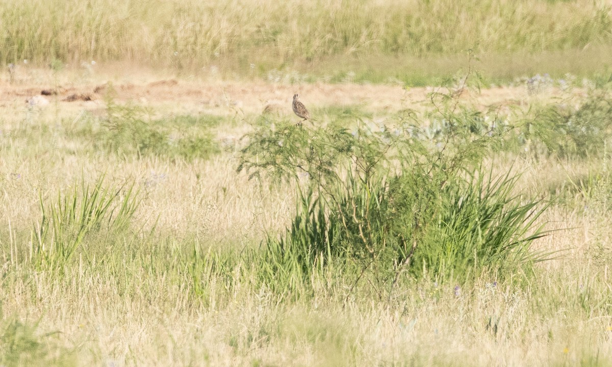 Chihuahuan Meadowlark - ML622049062