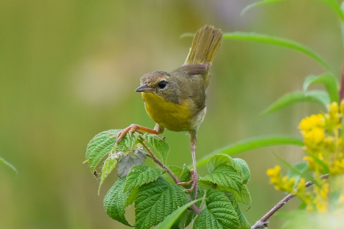 Common Yellowthroat - Garry Waldram