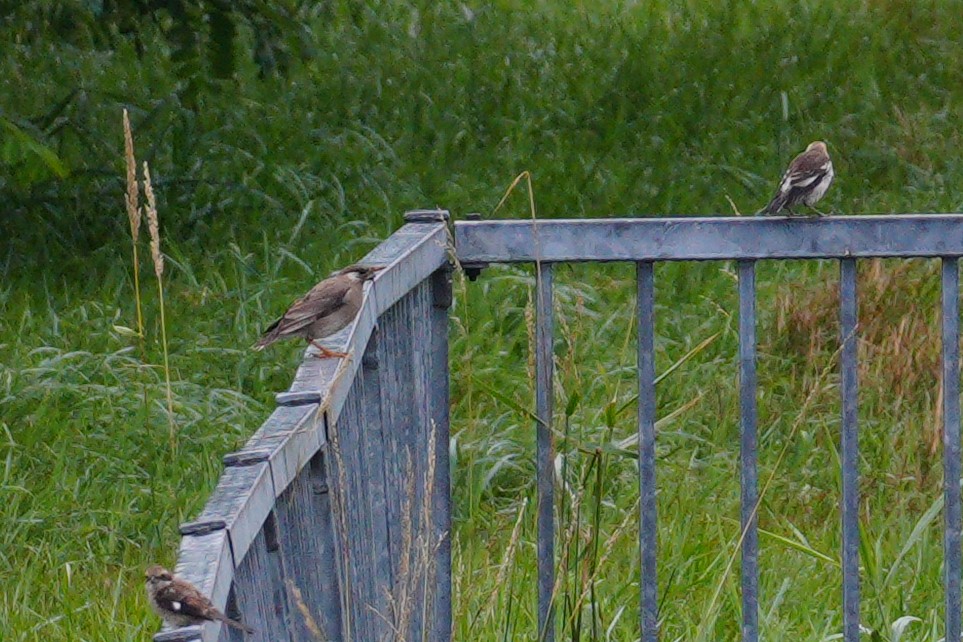 White-cheeked Starling - ML622049066