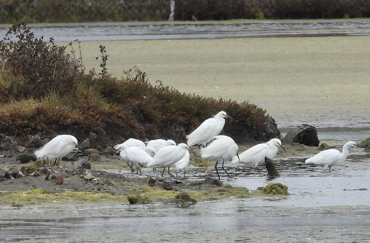 Snowy Egret - ML622049067