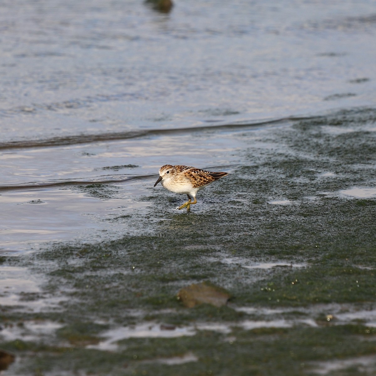 Least Sandpiper - ML622049068