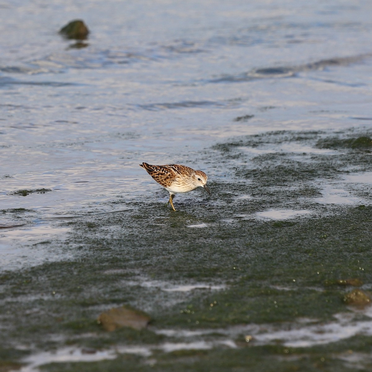 Least Sandpiper - ML622049069