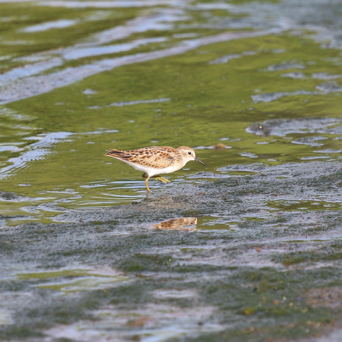 Least Sandpiper - ML622049070