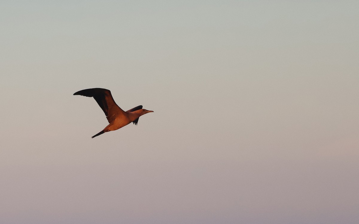 Red-footed Booby - ML622049072