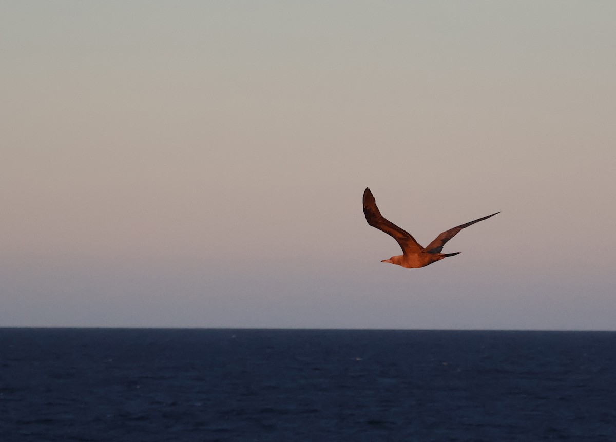 Red-footed Booby - ML622049073