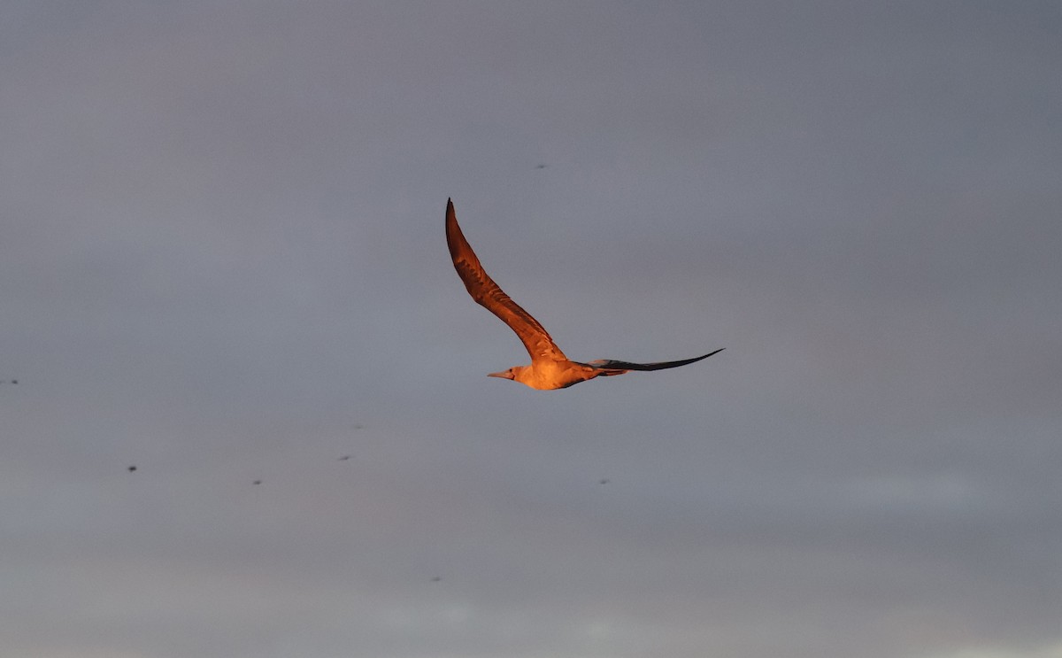 Red-footed Booby - ML622049074