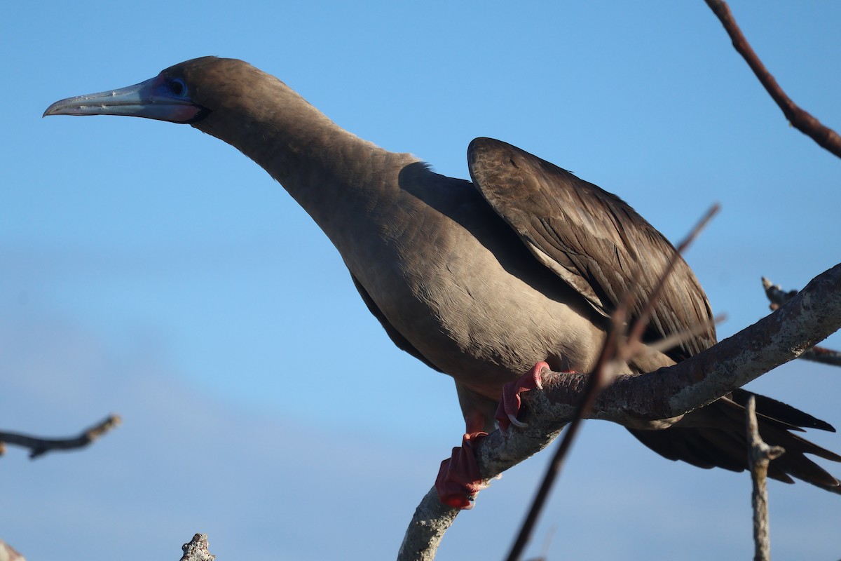 Fou à pieds rouges - ML622049075