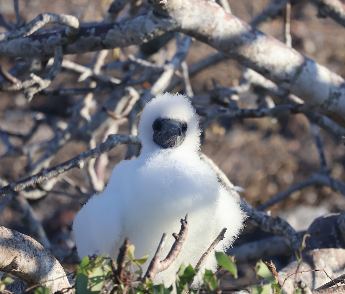 Red-footed Booby - Judy Walker