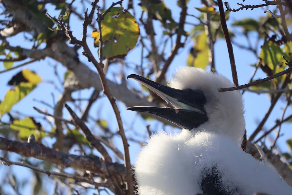 Red-footed Booby - ML622049077