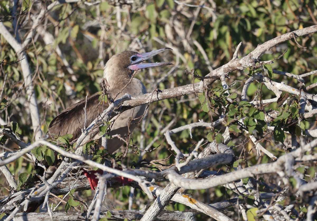 Red-footed Booby - Judy Walker