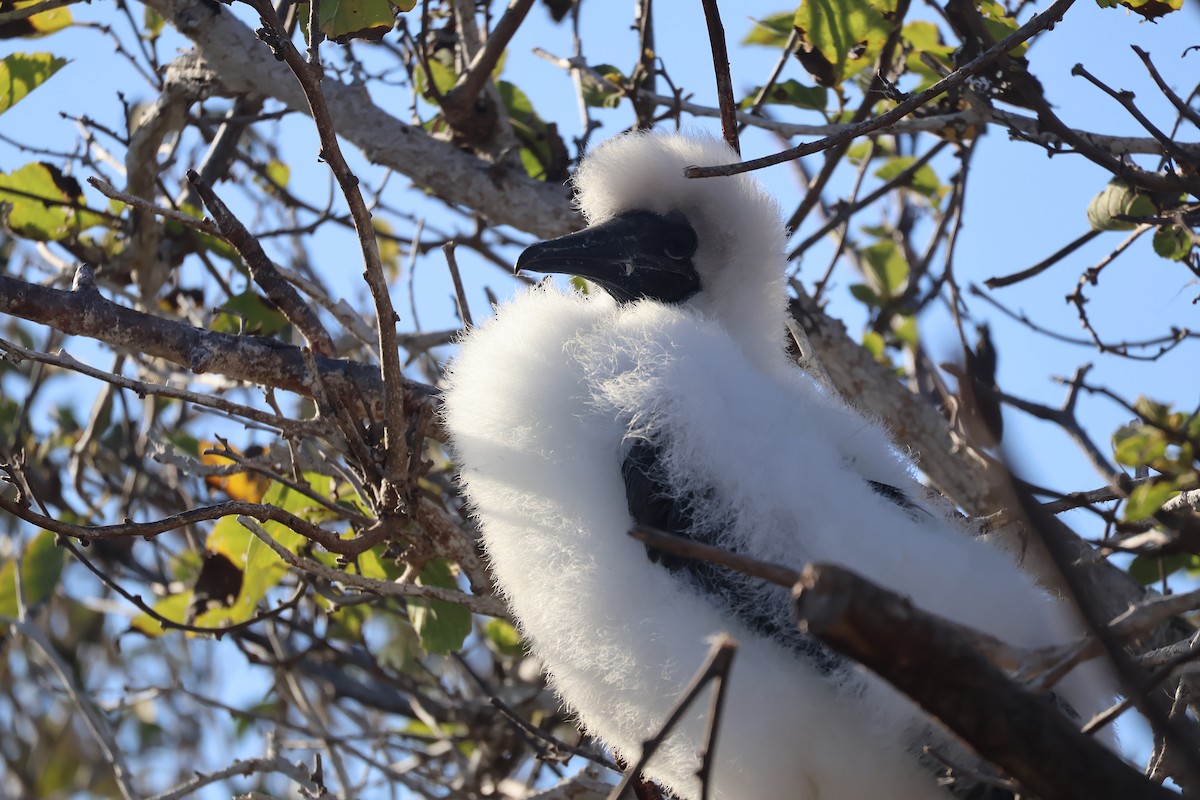 Red-footed Booby - ML622049080