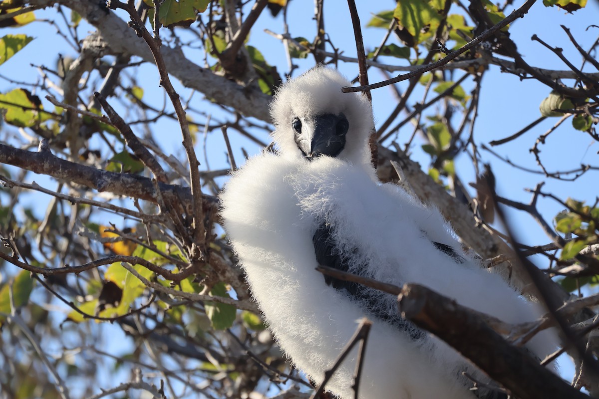 Red-footed Booby - ML622049081